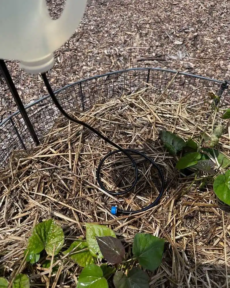 Using Soda Bottles as Slow Drip Irrigation
