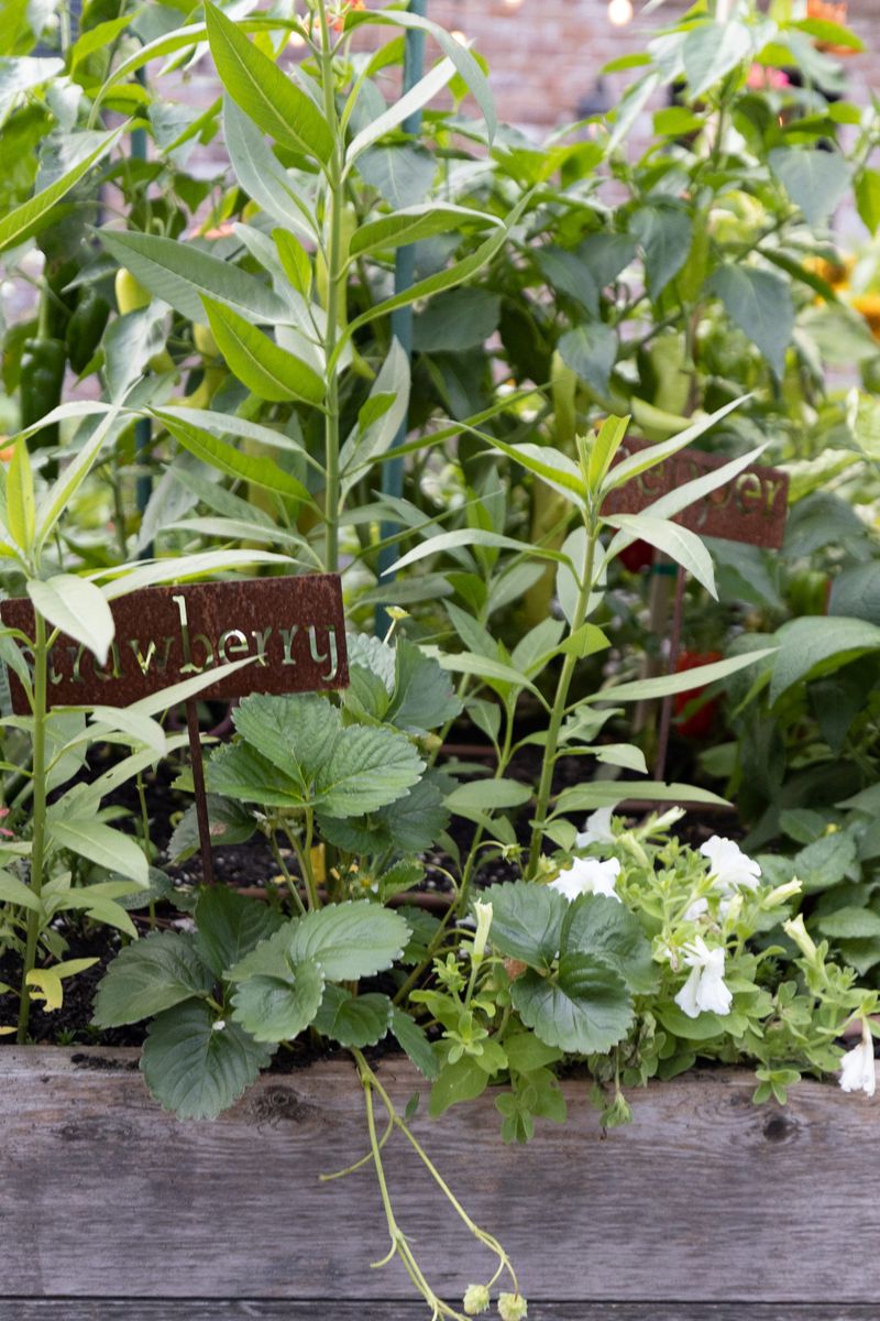 Forgetting to Label Plants