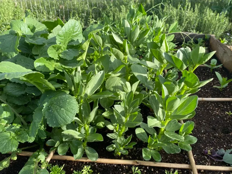 Not Considering Plant Spacing