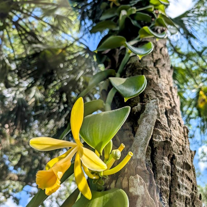 Vanilla Orchid