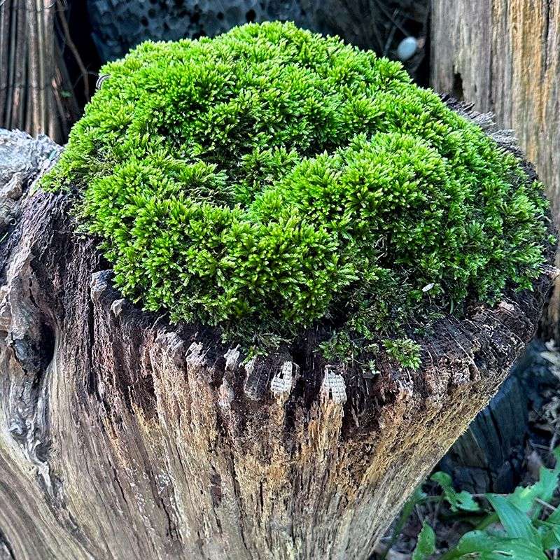 Moss-Covered Stump