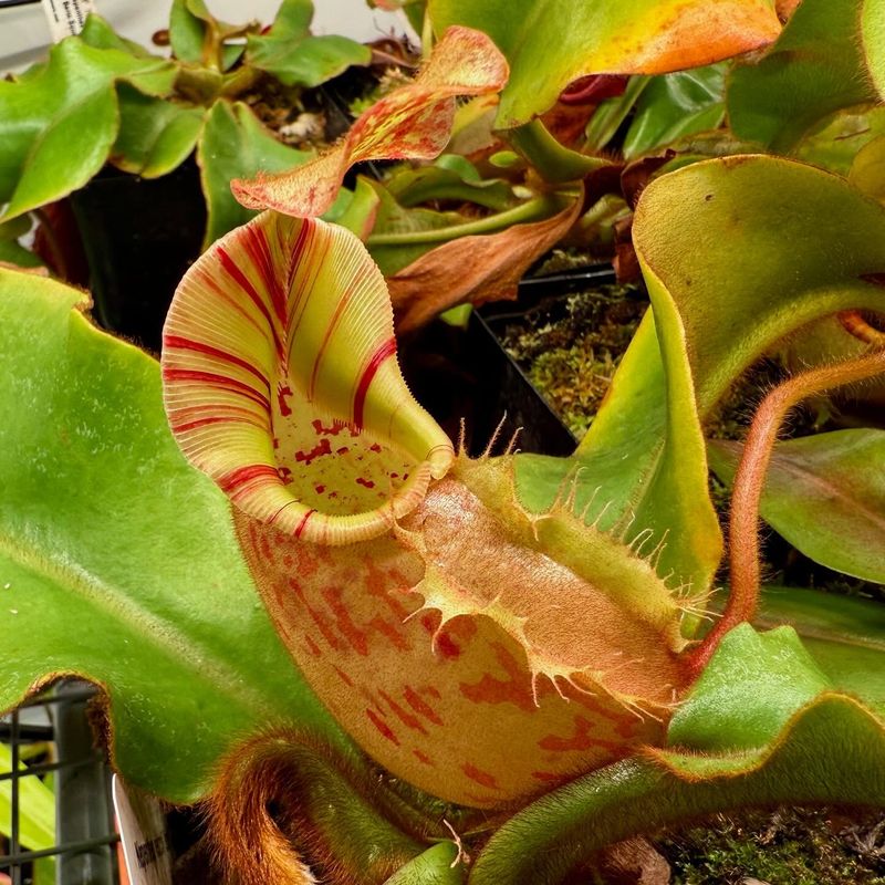 Pitcher Plant (Nepenthes)