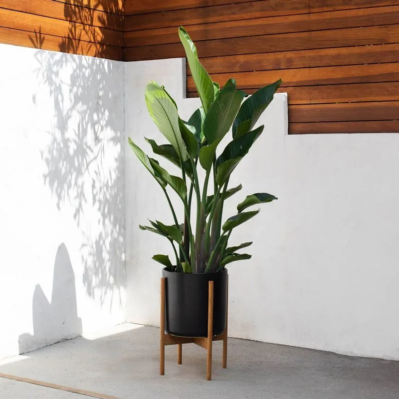Bird of Paradise vs. Pothos