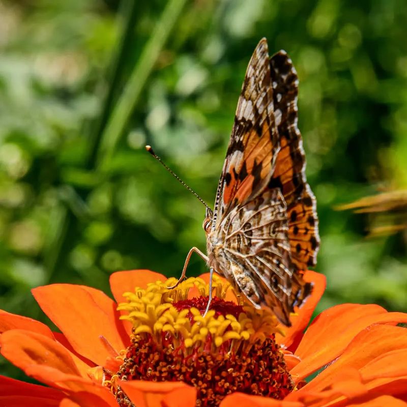 Zinnias