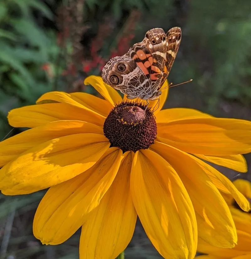 Black-Eyed Susan