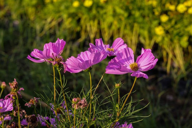 Cosmos