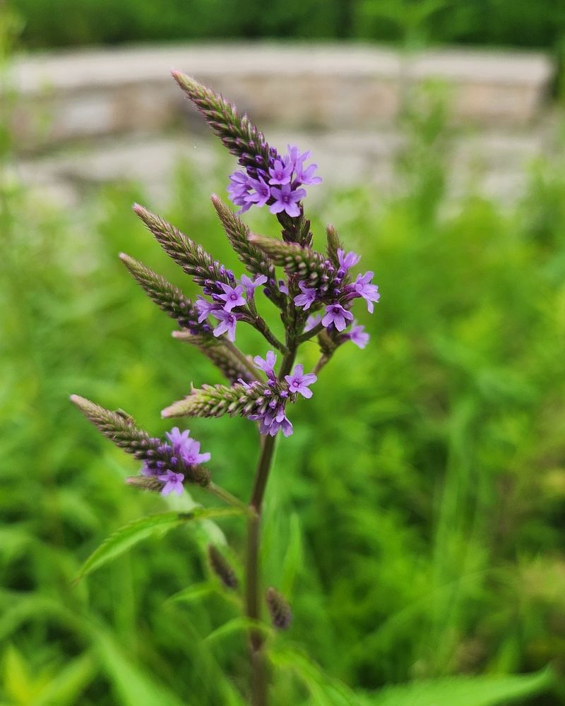 Verbena