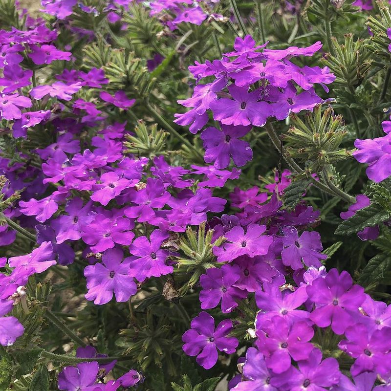Verbena