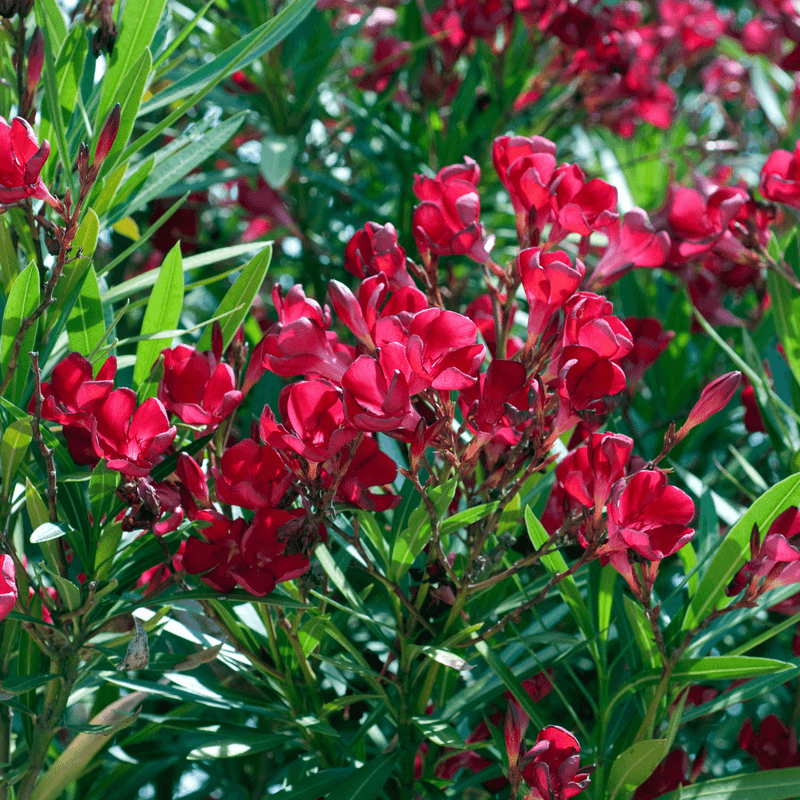 Oleander