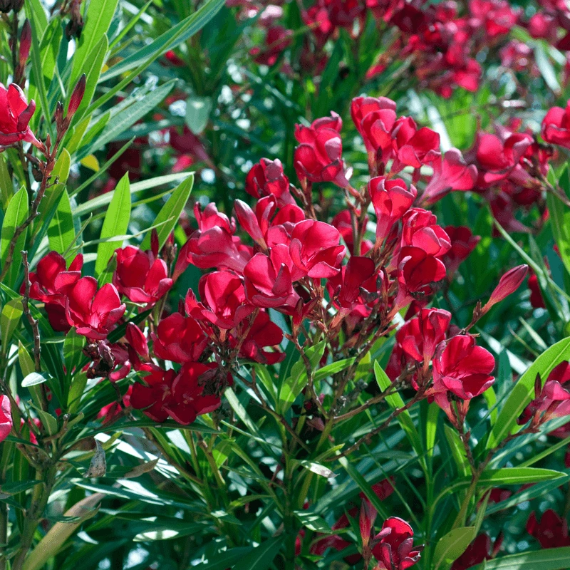Oleander