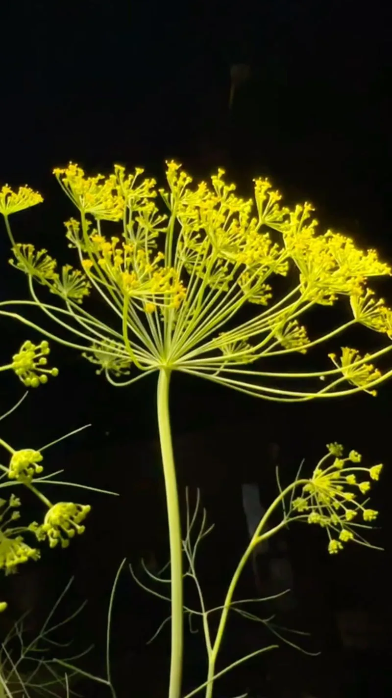 Versatile Companion Plant