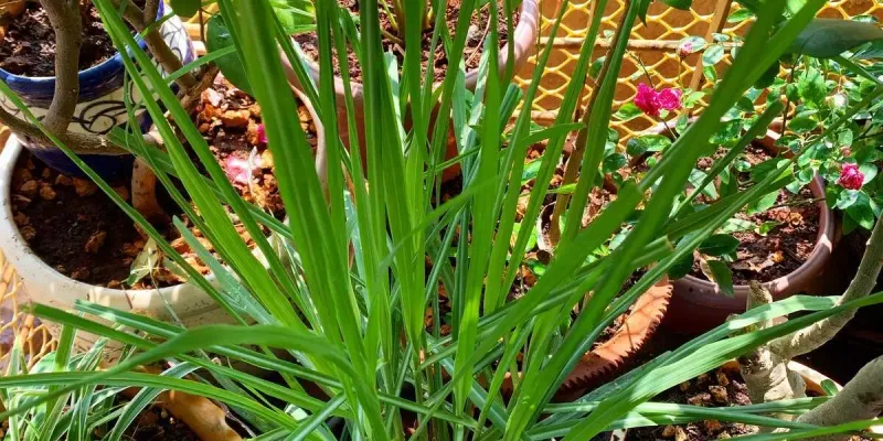 Versatile Herb