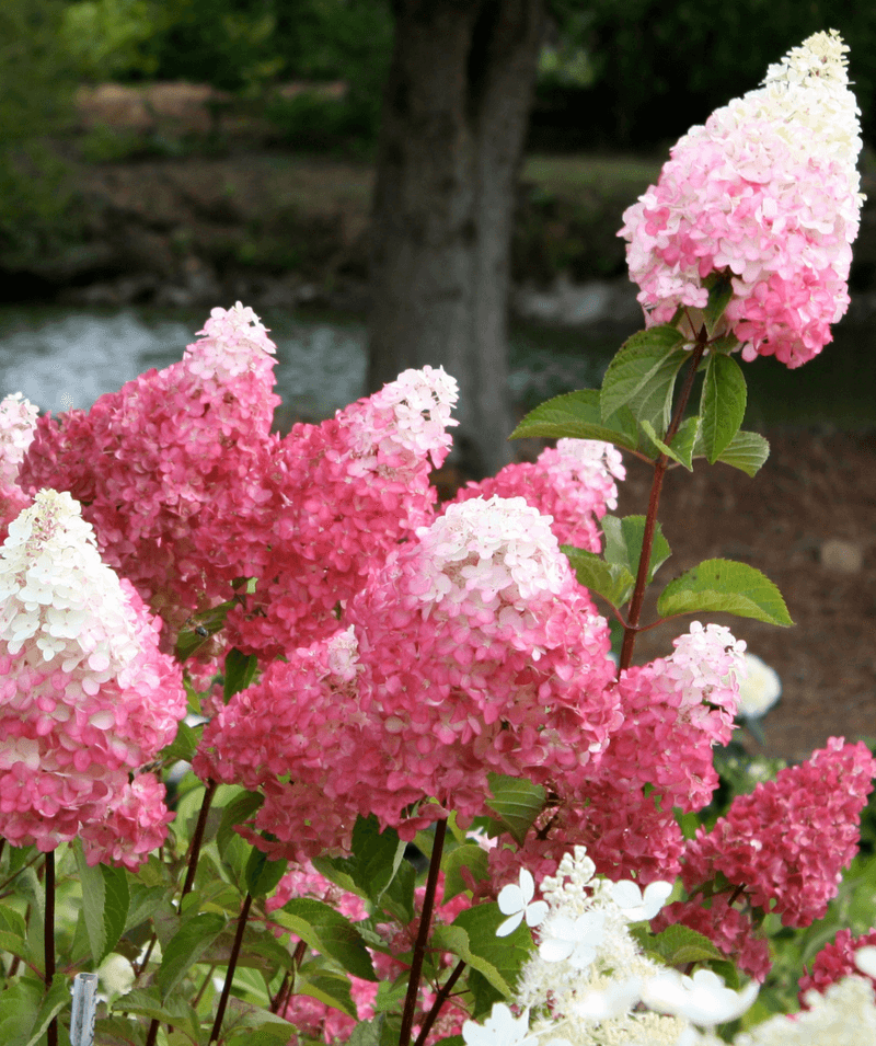 Extended Blooming Season