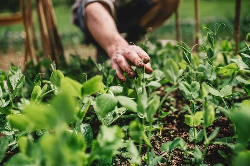 Crop Rotation