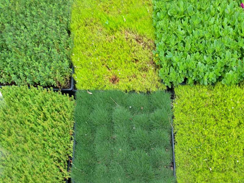 No-Mow Lawns