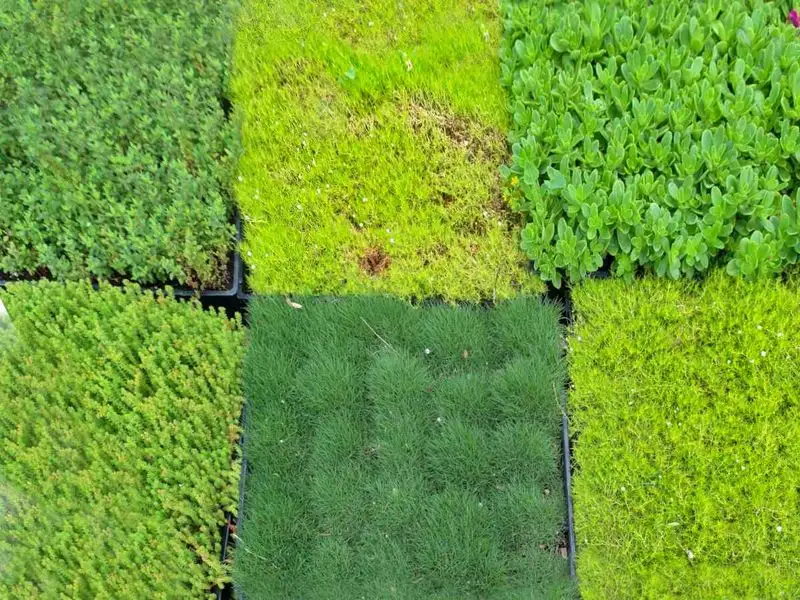 No-Mow Lawns