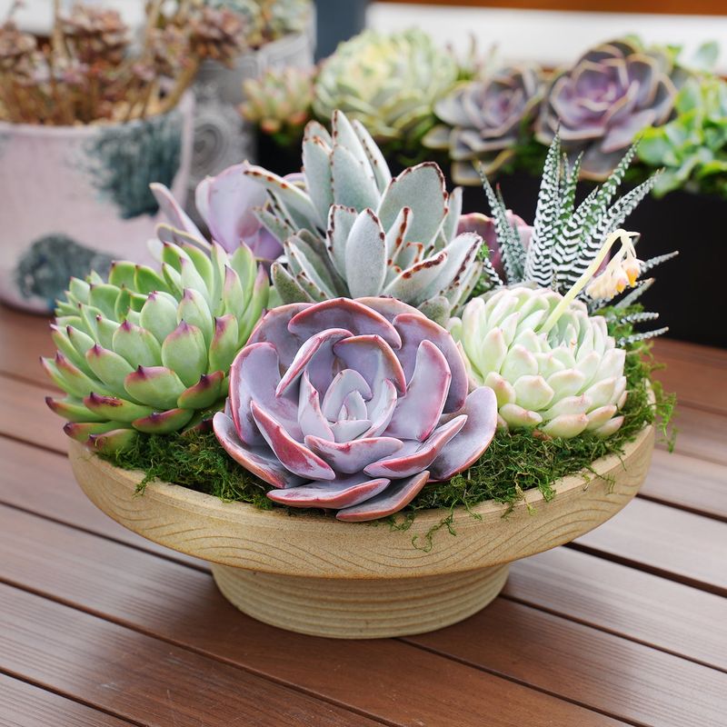 Succulent Arrangements