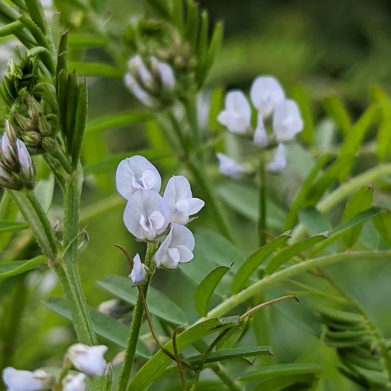 Vetch