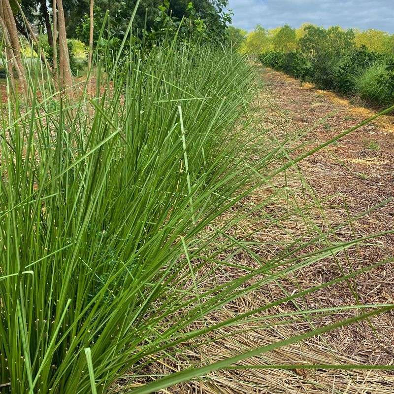 Vetiver Grass