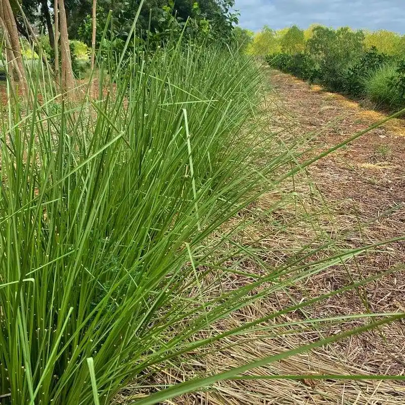 Vetiver Grass