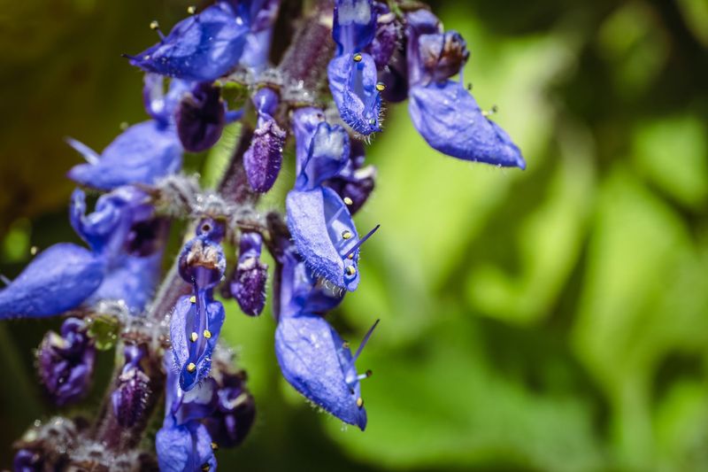Vibrant Blooms