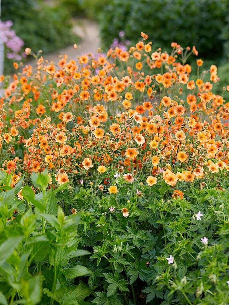 Long Blooming Season