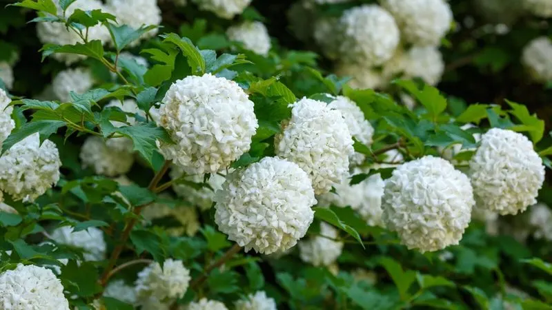 Viburnum