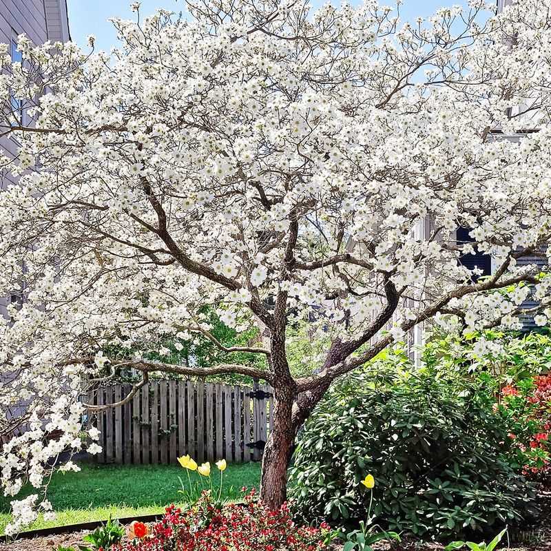 Dogwood