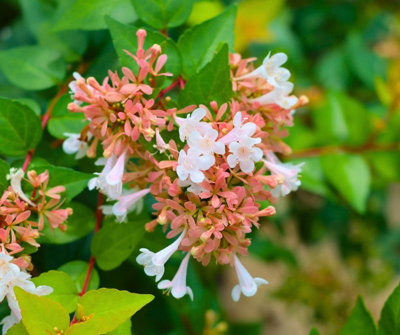 Abelia