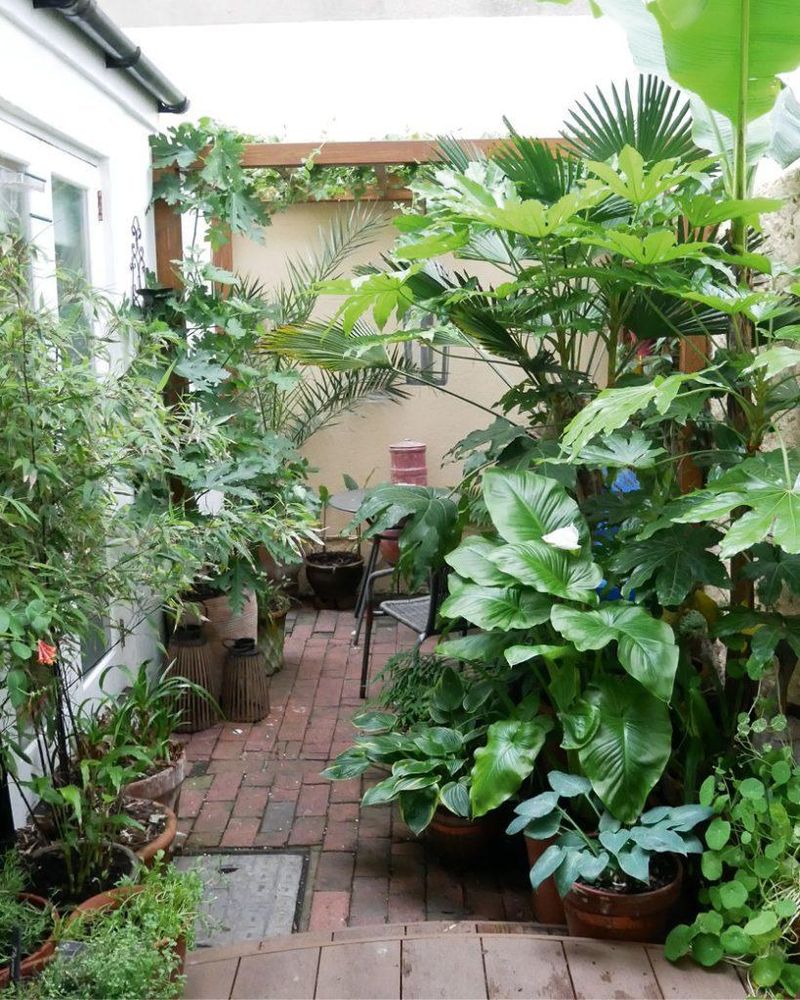Urban Jungle Garden