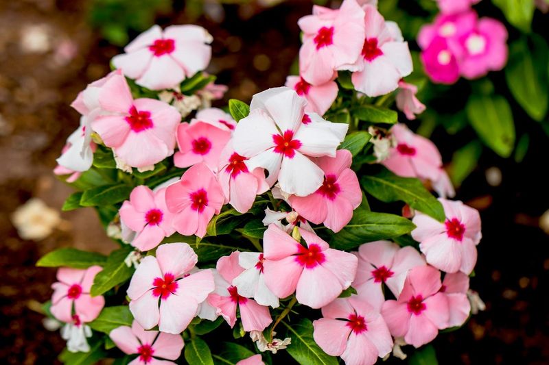 Vincas