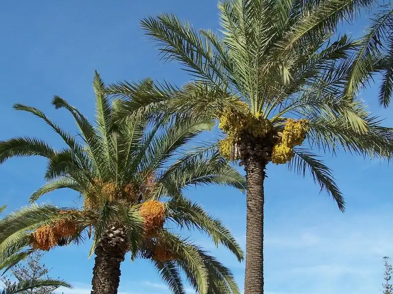 Palm Tree