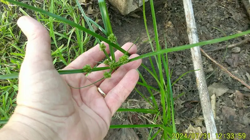 Vinegar Solution