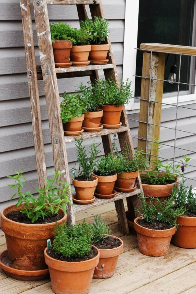Old Ladder Herb Garden