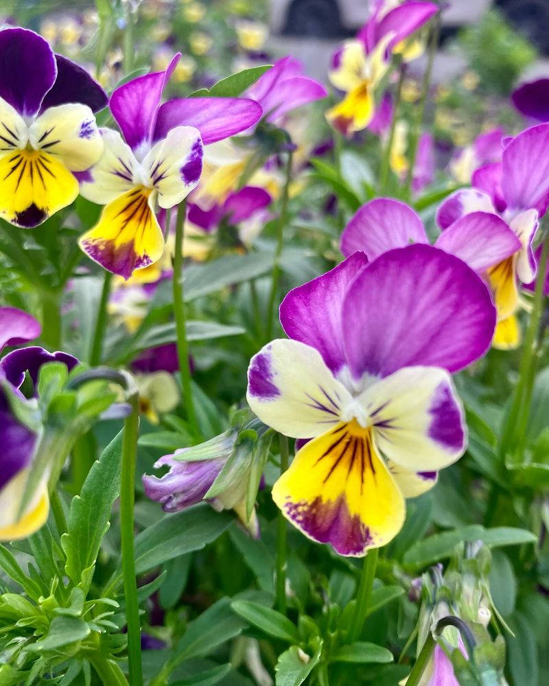 Violas (Missed)