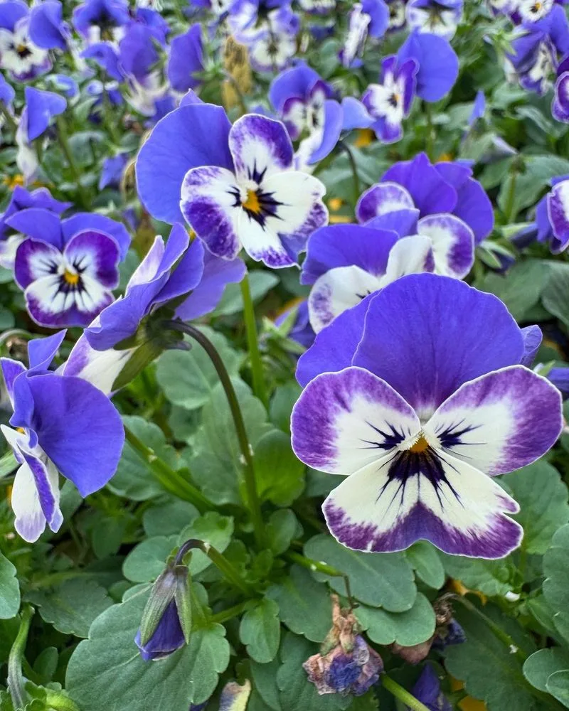 Violas