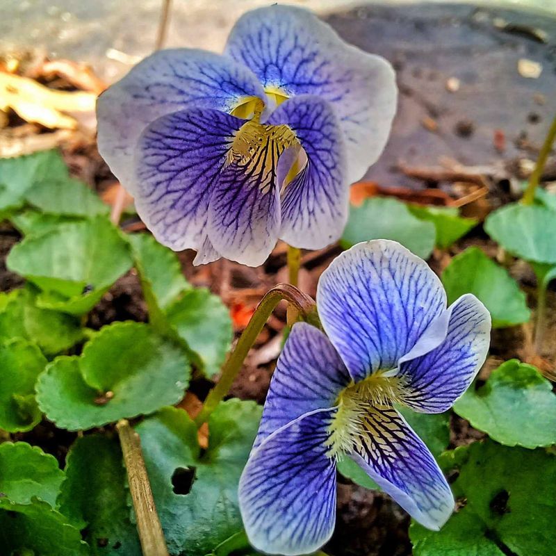 Violets