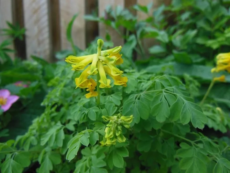 Corydalis