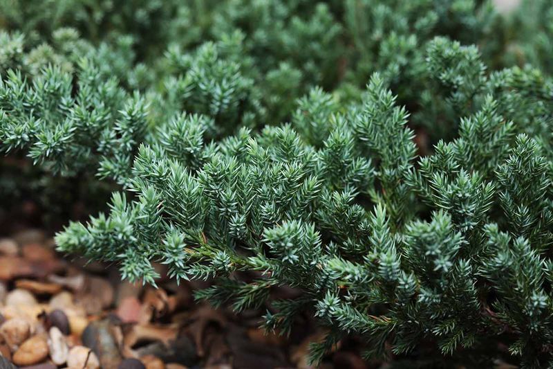 Juniper