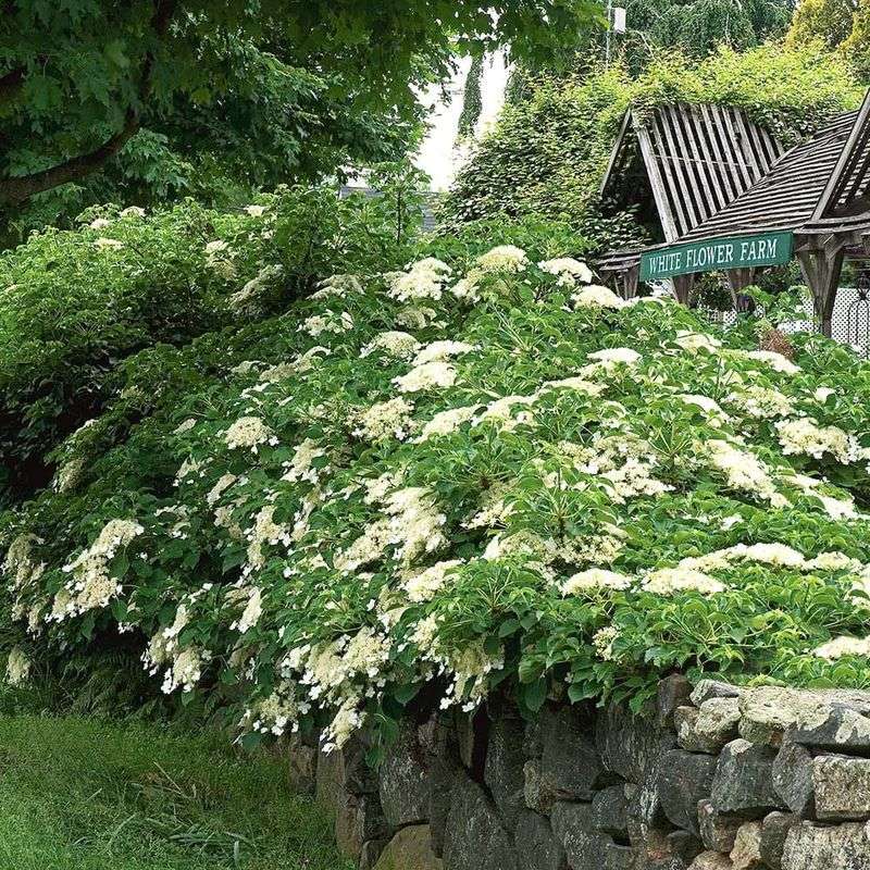 Virginia Creeper and Climbing Hydrangea