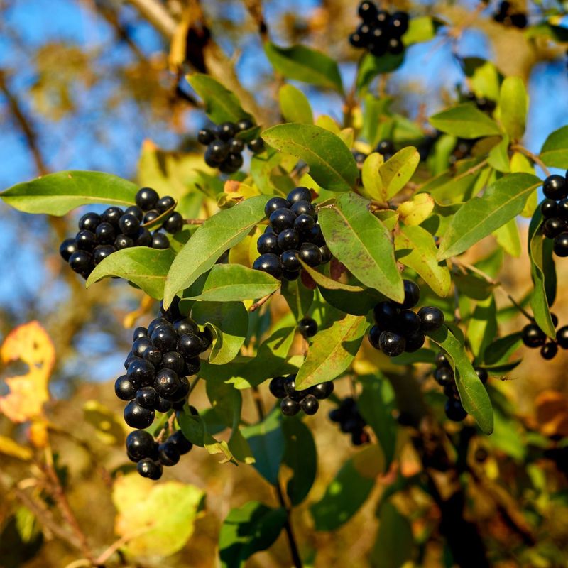 Privet
