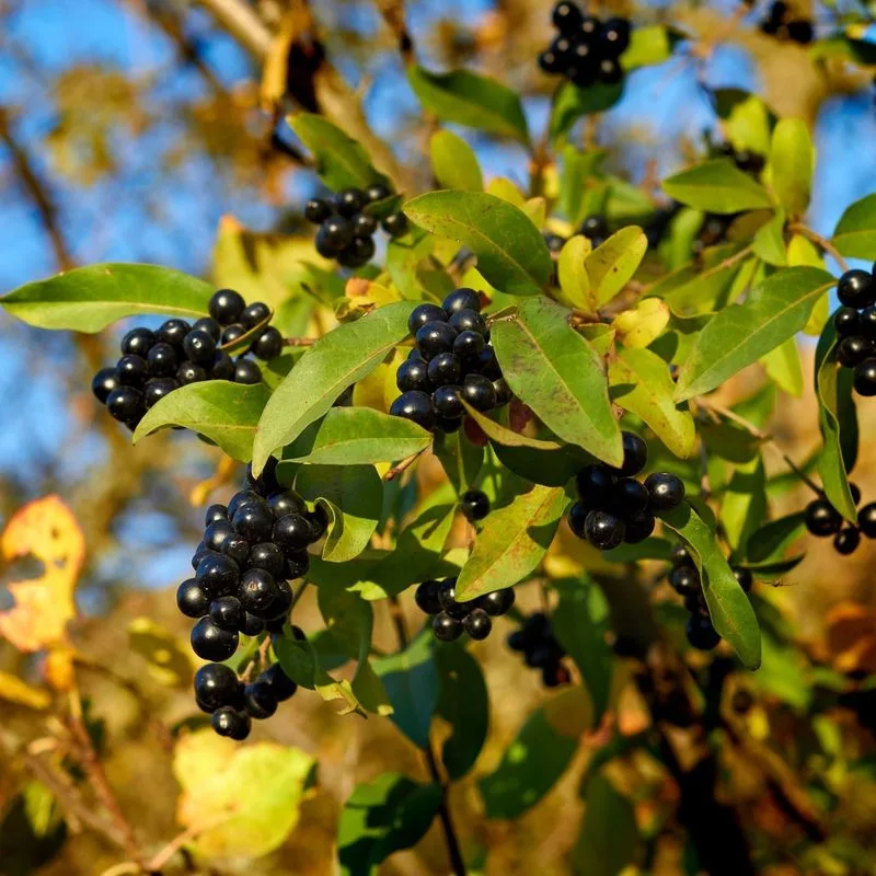 Privet