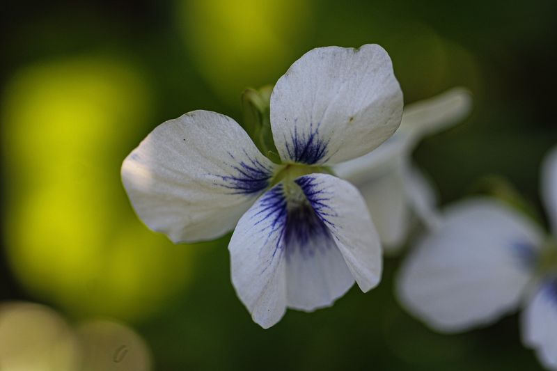 Vivid Violets