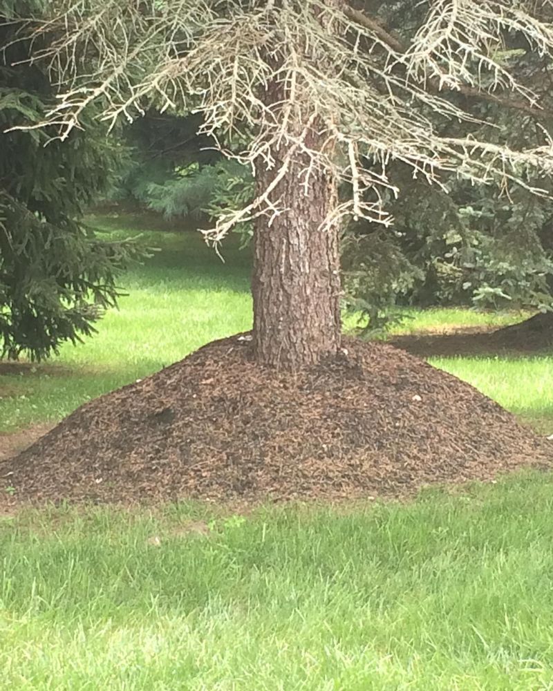 Volcano Mulching
