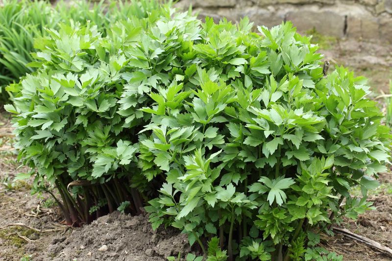 Lovage
