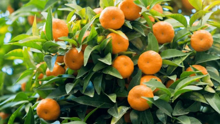 Want Fresh Tangerines? 15 Simple Ways to Grow Them at Home