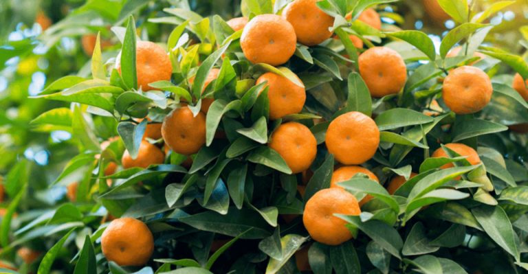 Want Fresh Tangerines? 15 Simple Ways to Grow Them at Home
