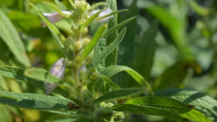 Want Homegrown Sesame Seeds? Here’s How to Grow Your Own Plants