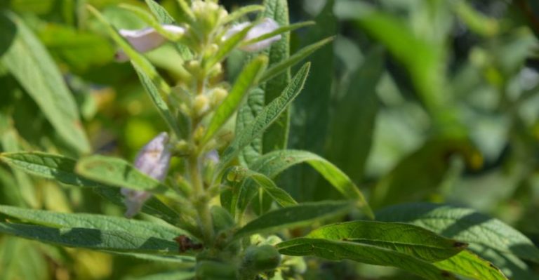 Want Homegrown Sesame Seeds? Here’s How to Grow Your Own Plants