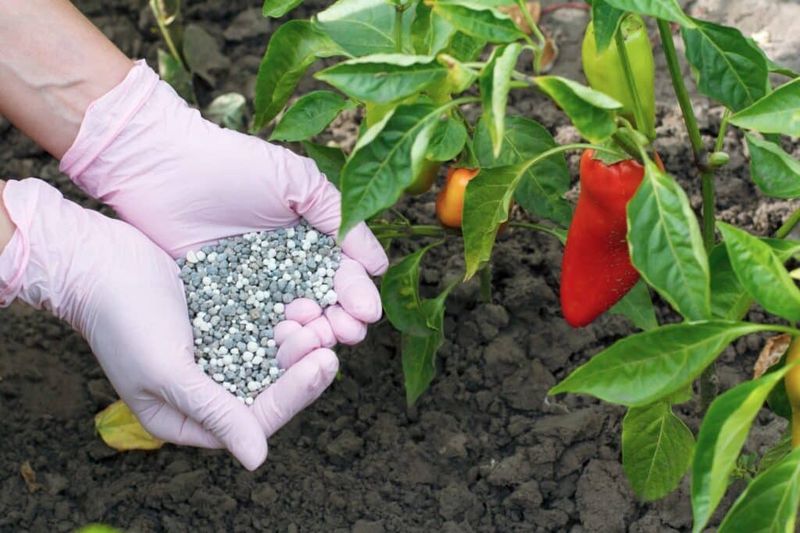 Fertilize Regularly